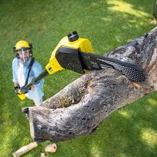 Best Lawn Disease Treatment  in Heidelberg, TX