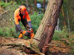Best Arborist Consultation Services  in Heidelberg, TX