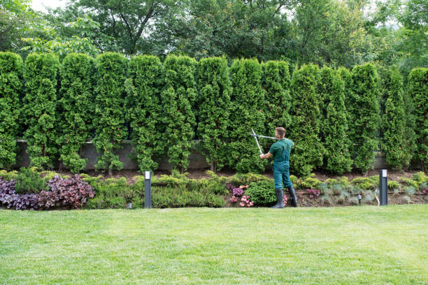 Best Tree Preservation Services  in Heidelberg, TX