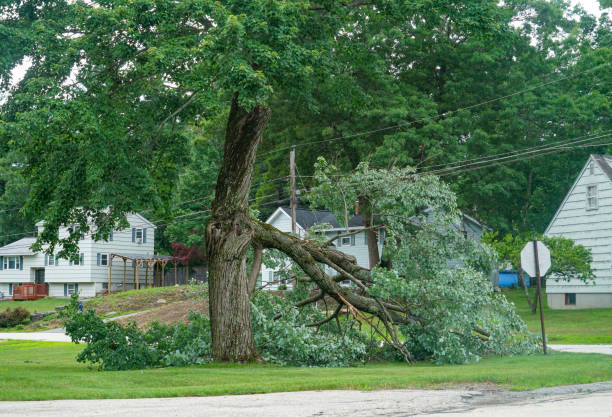 Best Hazardous Tree Removal  in Heidelberg, TX