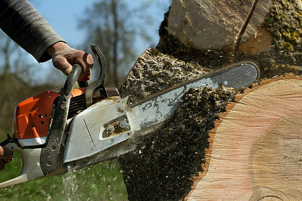 Best Tree Disease Treatment  in Heidelberg, TX
